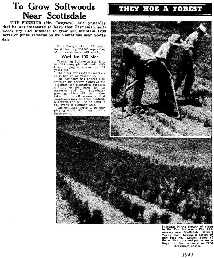 Growing softwood near Scottsdale, Tasmania